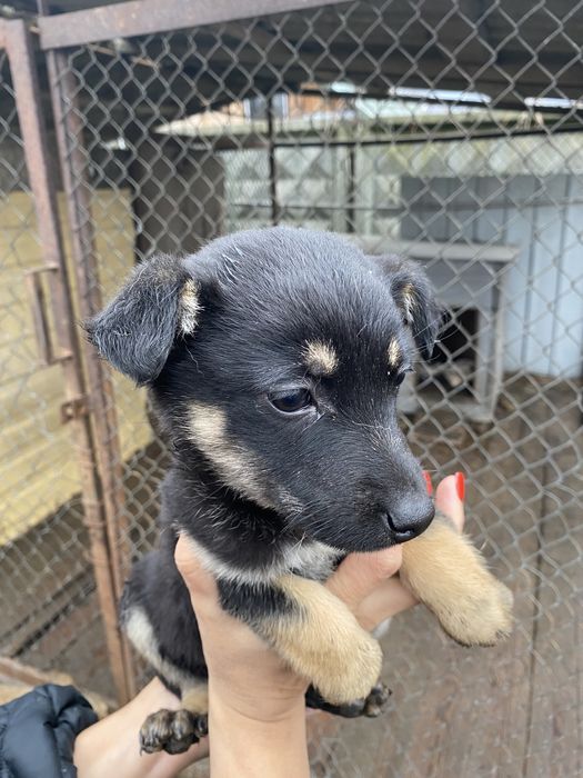 Цуценя-дівчинка в добрі руки