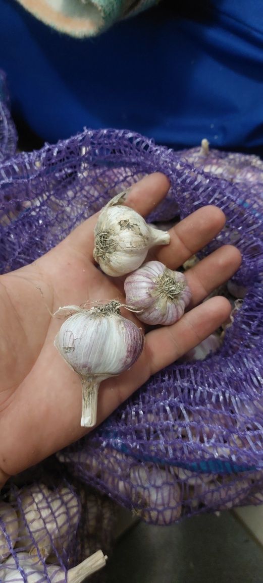 Продам часник, сорт Любаша