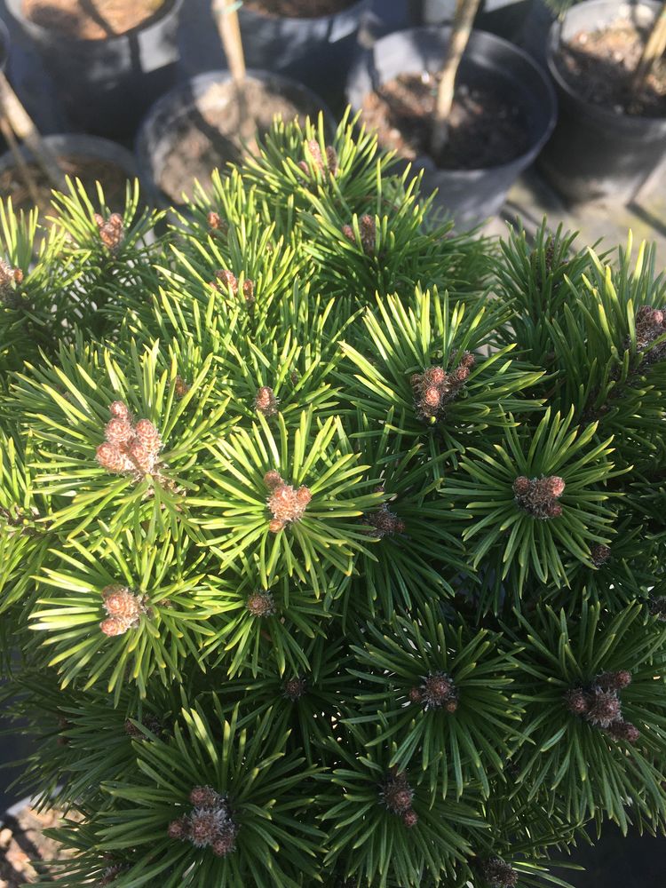 Sosna Pinus szczepiona wys.50cm do 160cm