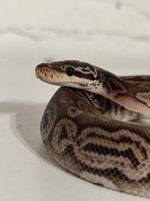 Zbożowe" węże kolorowe