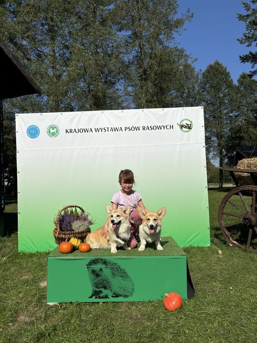 Corgi Cowboys, Welsh Corgi Pembroke,  planowany miota- wiosna 2026