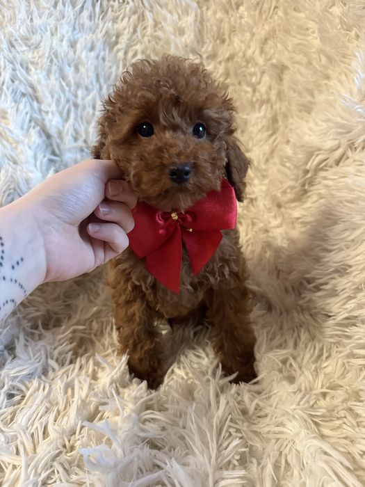 Piesek pudel miniaturowy toy red rodzice mają badania genetyczne