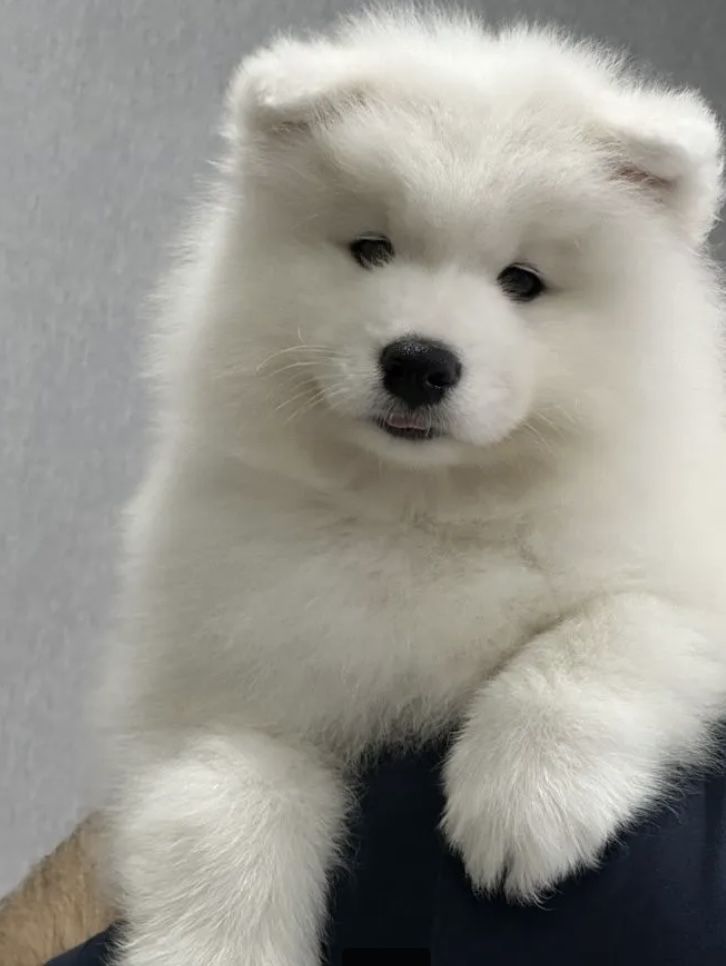 Samoyed gotowy do zmiany domu