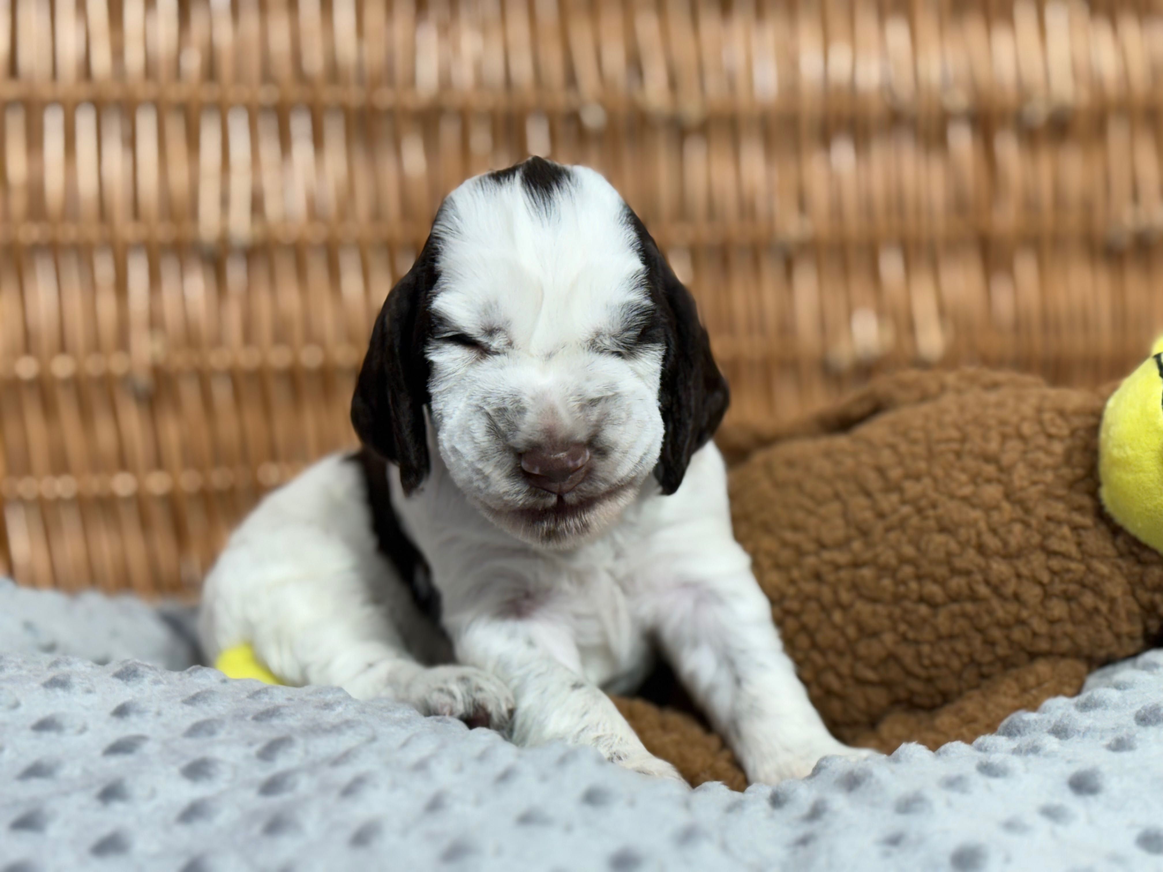Springer spaniel Angielski z Rodowodem FCI