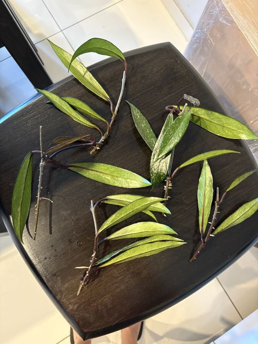 Hoya pubicalyx splash lub szczepki