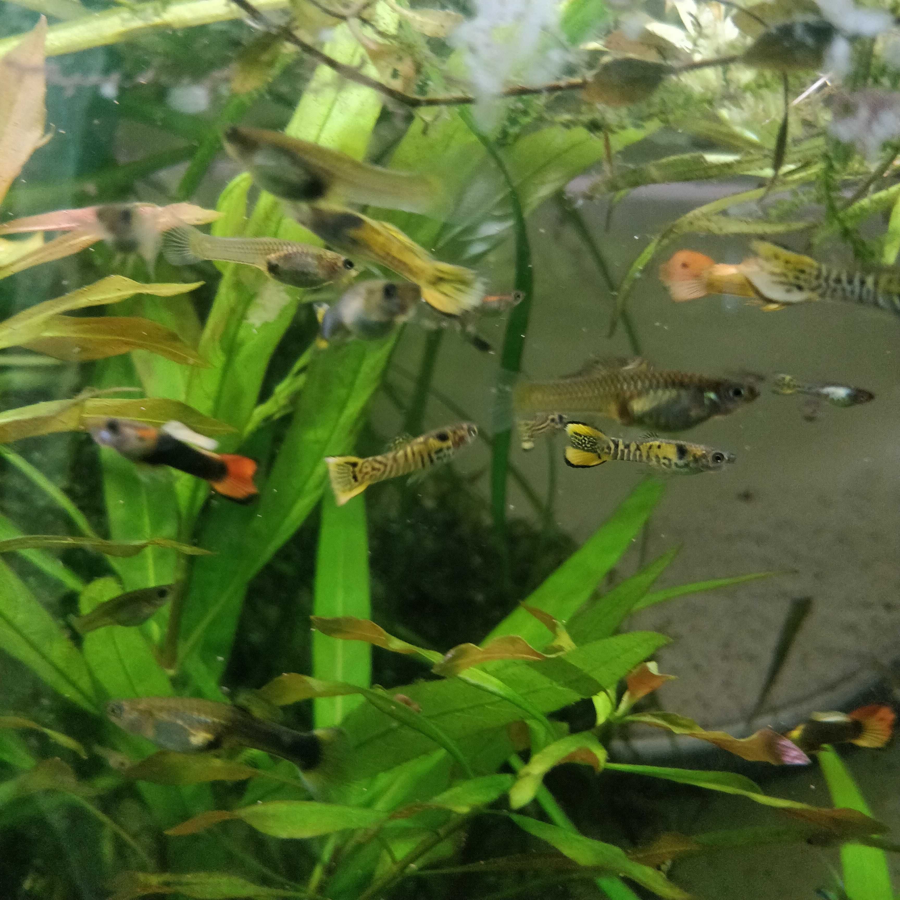 Gupiki narybek z własnej hodowli 3 cm