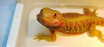 Agama brodata 7 miesięcy Orange Hypomelanistic Dunner het trans