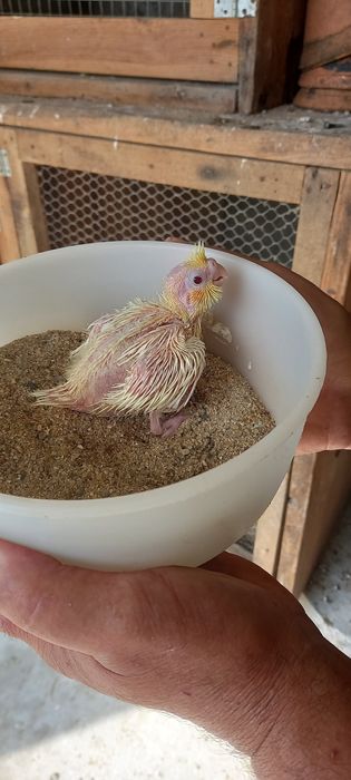 Bebê caturra paea acabar de criar a mão