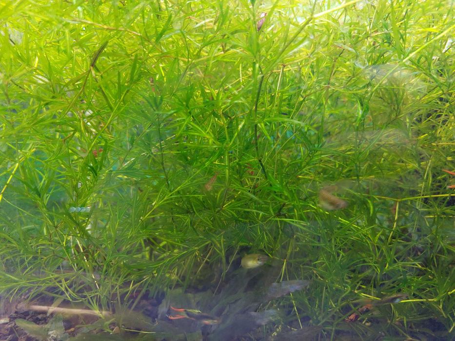 Prosta w uprawie roslinka do akwa. 10szt o dłg. około 7cm. guppy grass
