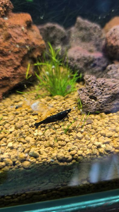 Krewetki Caridina Black Devil OE