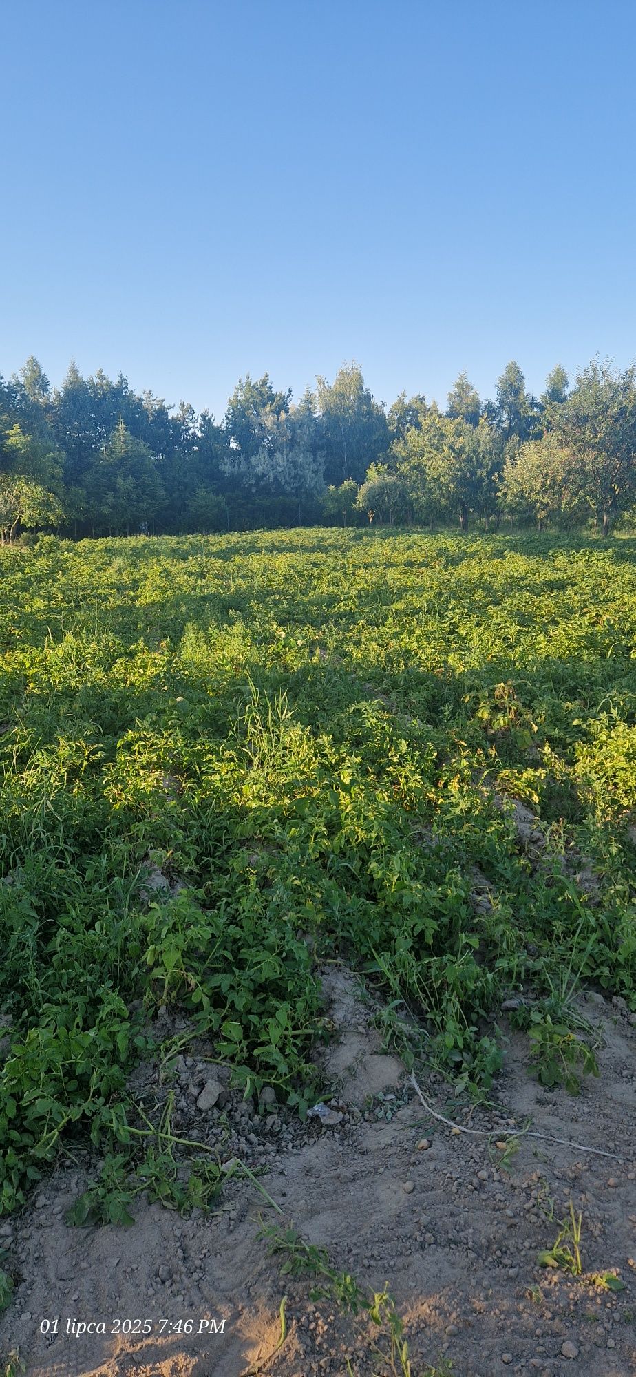 Ziemniaki młode z ogrodu , nie pryskane