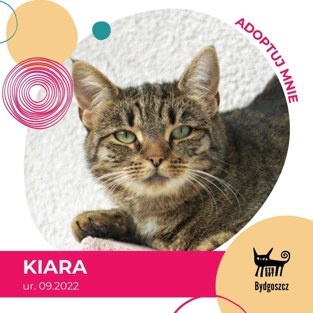 Kiara - kotka do adopcji