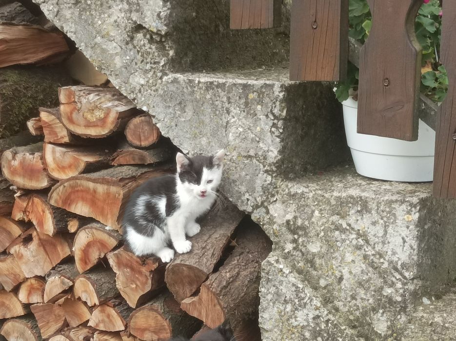 Oddam koty za darmo