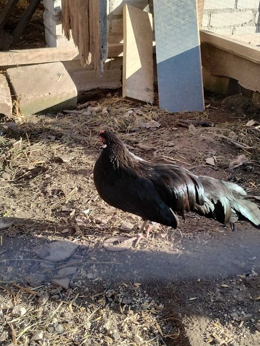 Jaja legowe Ayam Cemani, Silka oraz Fenis.