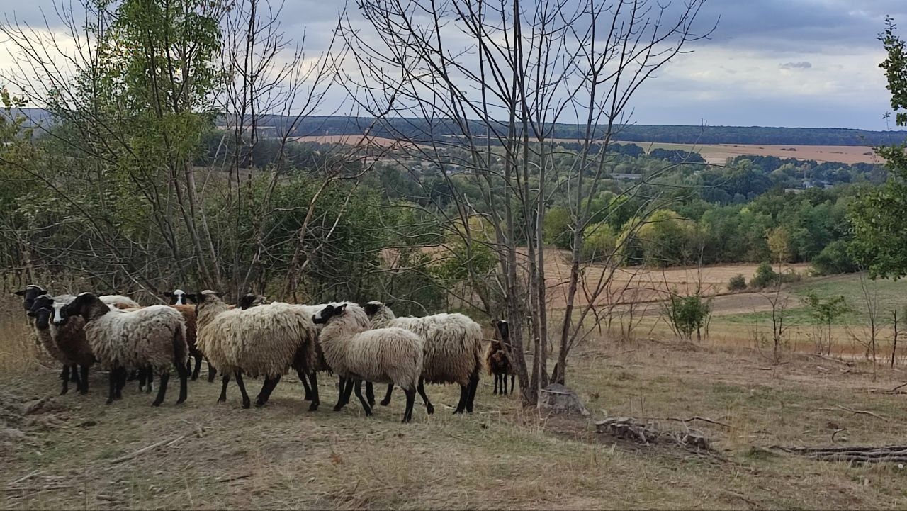 Продам баранину,ягнятіну живою вагою або тушкой