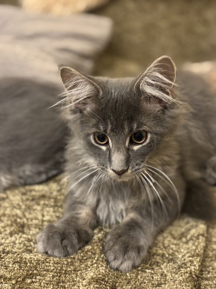 Maine coon szary kocurek Fife kot Filipek