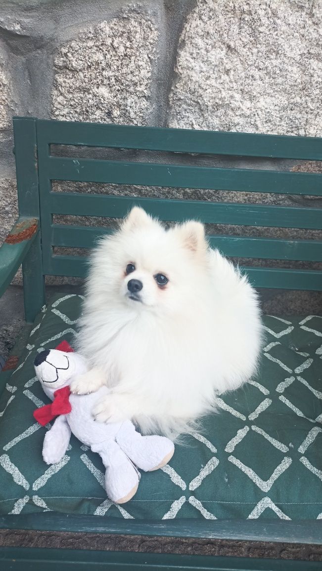 Cuidadora de cães