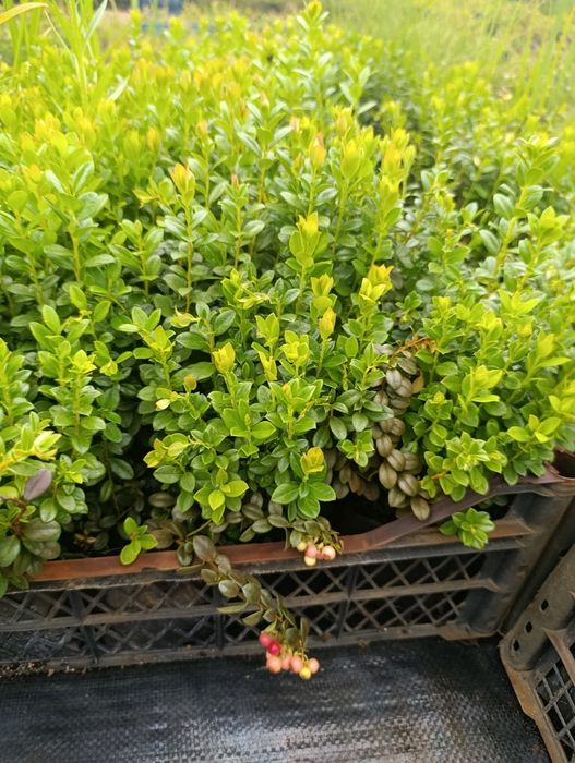 Брусниця садова ін-вітро