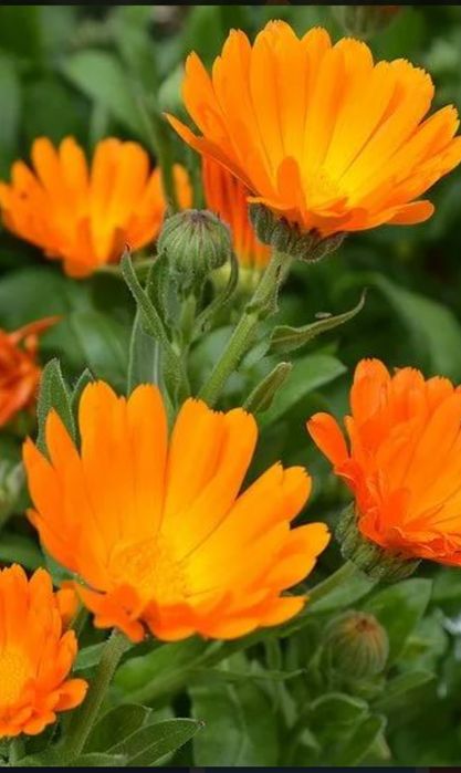 Насіння календули