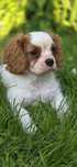 Cavaliers King Charles Spaniel piesek