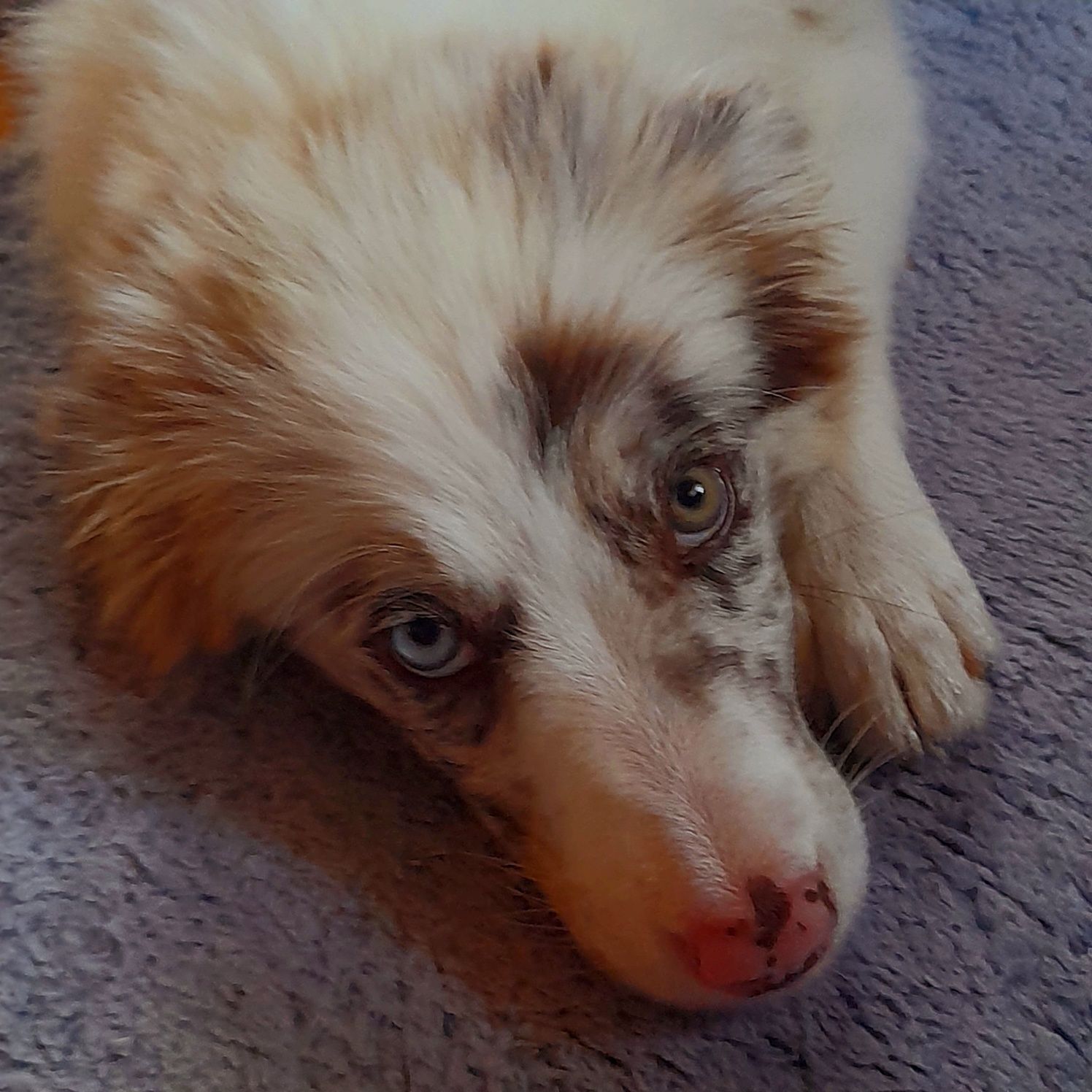 Pies Border Collie