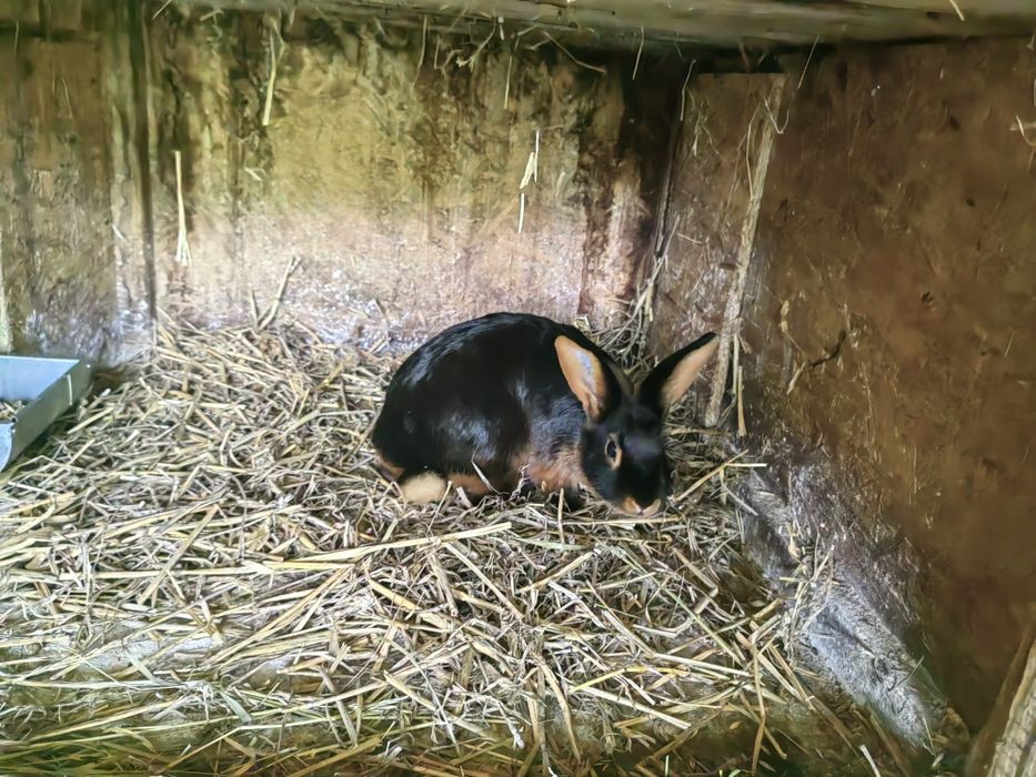 Samce OSC i Samiec Pc