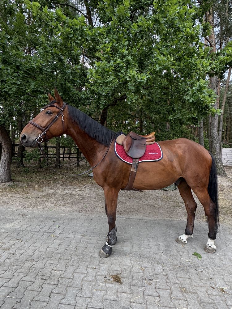 CWD SE02 17 cali siodło skokowe  , stan bardzo dobry Mega cena