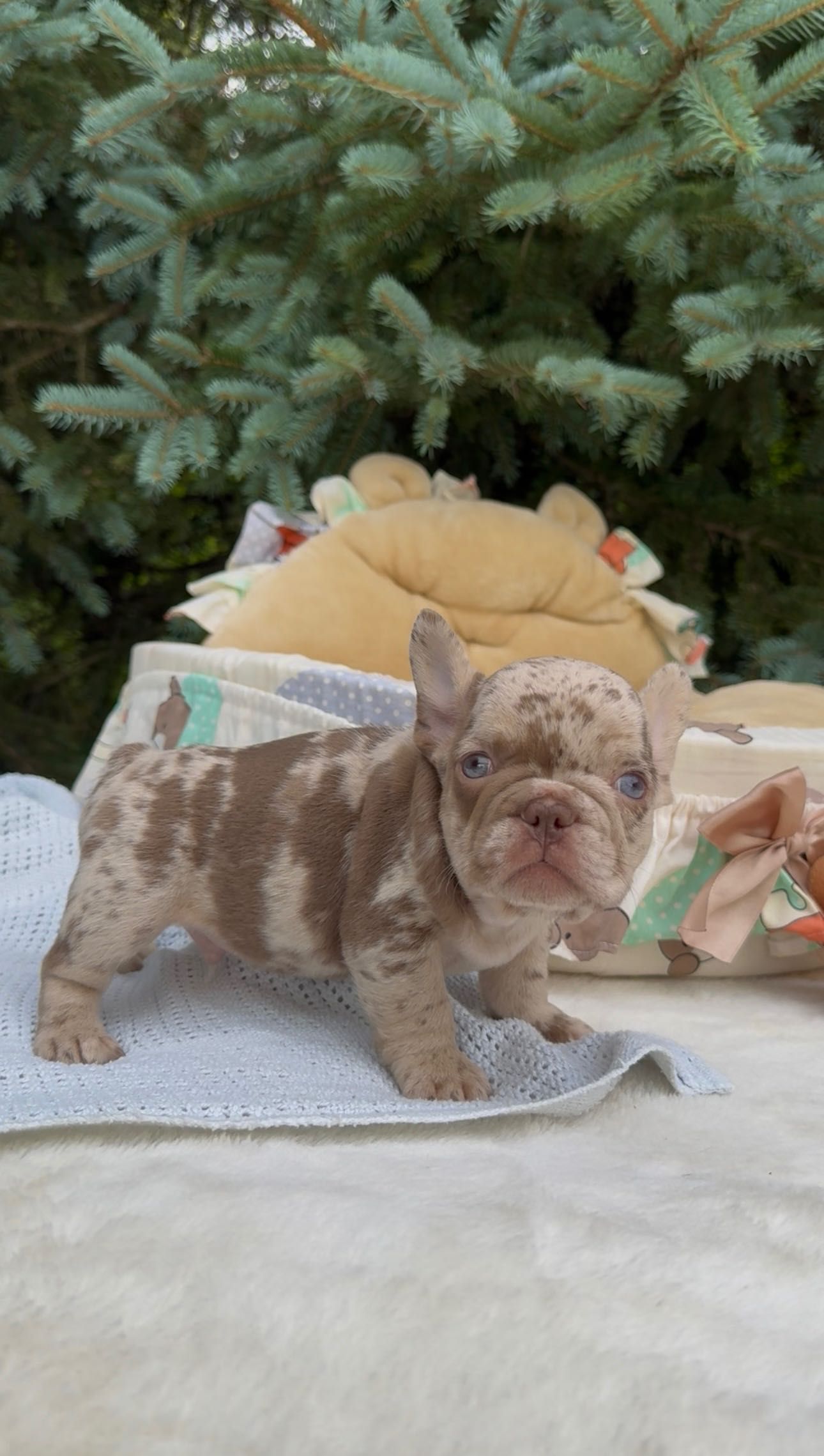 Buldog Francuski chłopak Isabella
