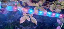 Ludwigia repens red sadzonki
