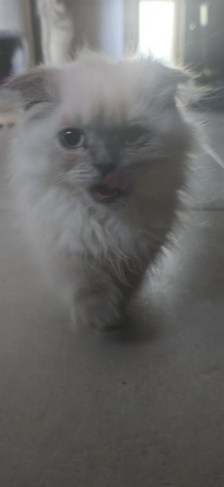 Szkocki fold  zwislouchy kotka, biala