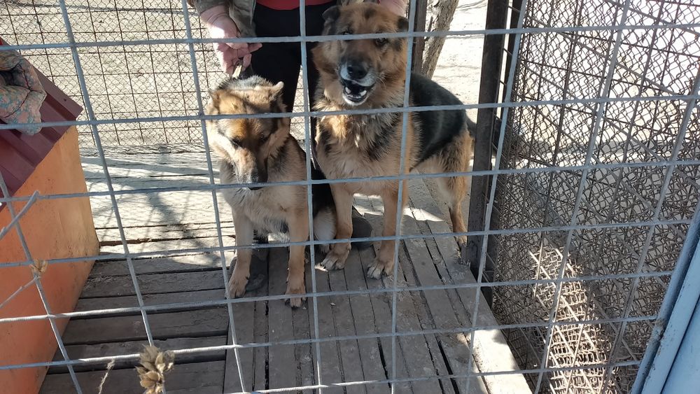 Німецька вівчарка