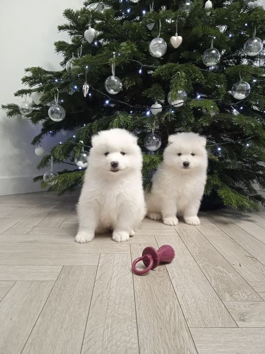 Samoyed śliczny gotowy do nowego domu