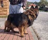 Owczarek niemiecki długowłosy suka