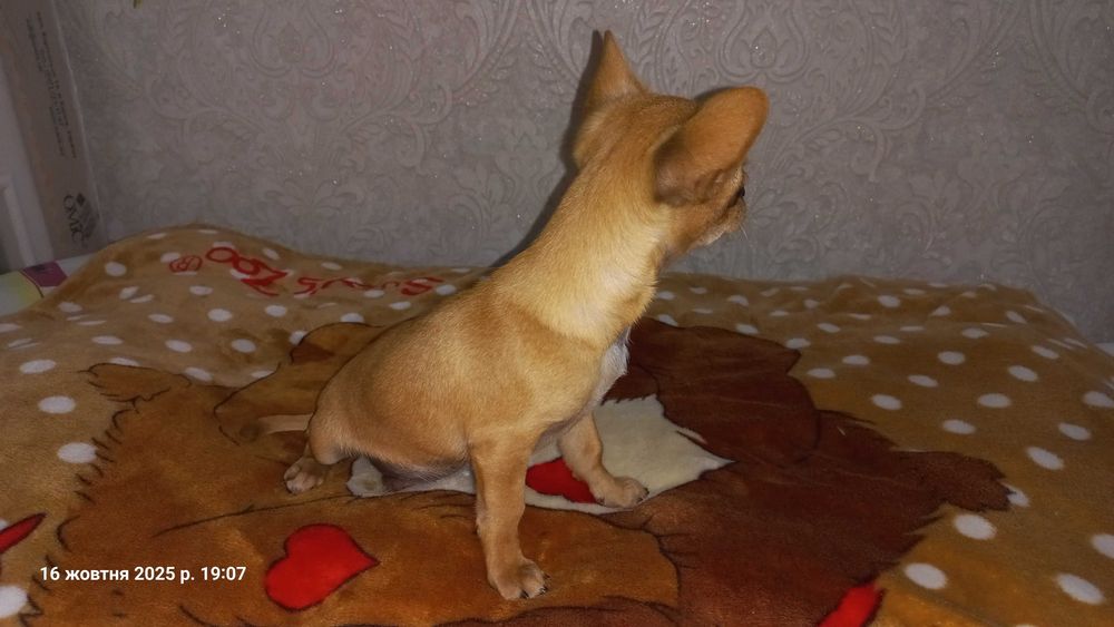 Чихуахуа хлопчик