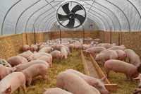 Вентиляція свиноферми, Системи вентиляції в свинарнику, свинокомплексе