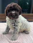 Urocza suczka Lagotto Romagnolo o  umaszczeniu brązowy deresz
