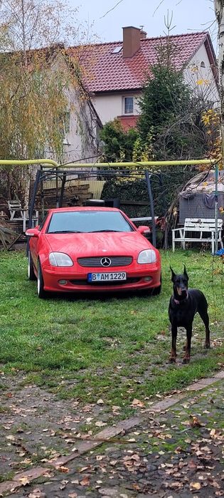 Piękny Mercedes SLK R170