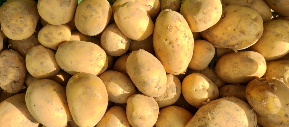 Kapusta Główki i inne Świeże Warzywa Prosto od Rolnika