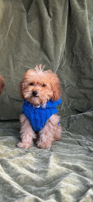 Мальчишка в абрикосовом окрасе