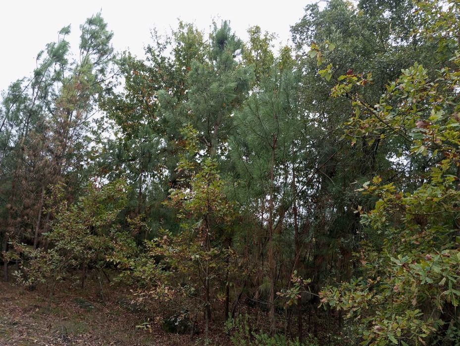 Terreno com pinhal para construção