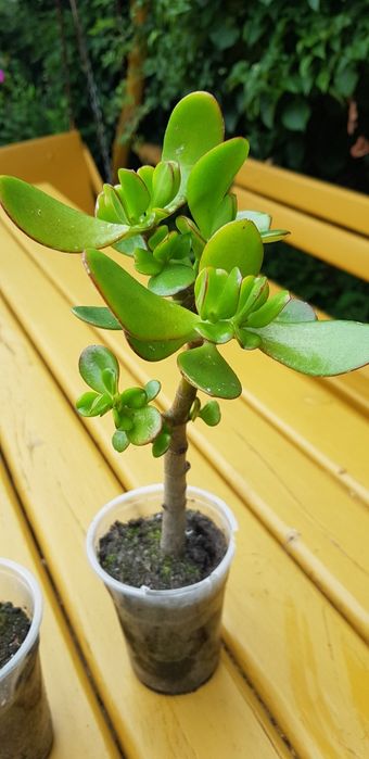 Drzewko szczęścia grubosz