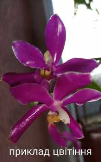 Підліток орхідеї Phalaenopsis pulchra