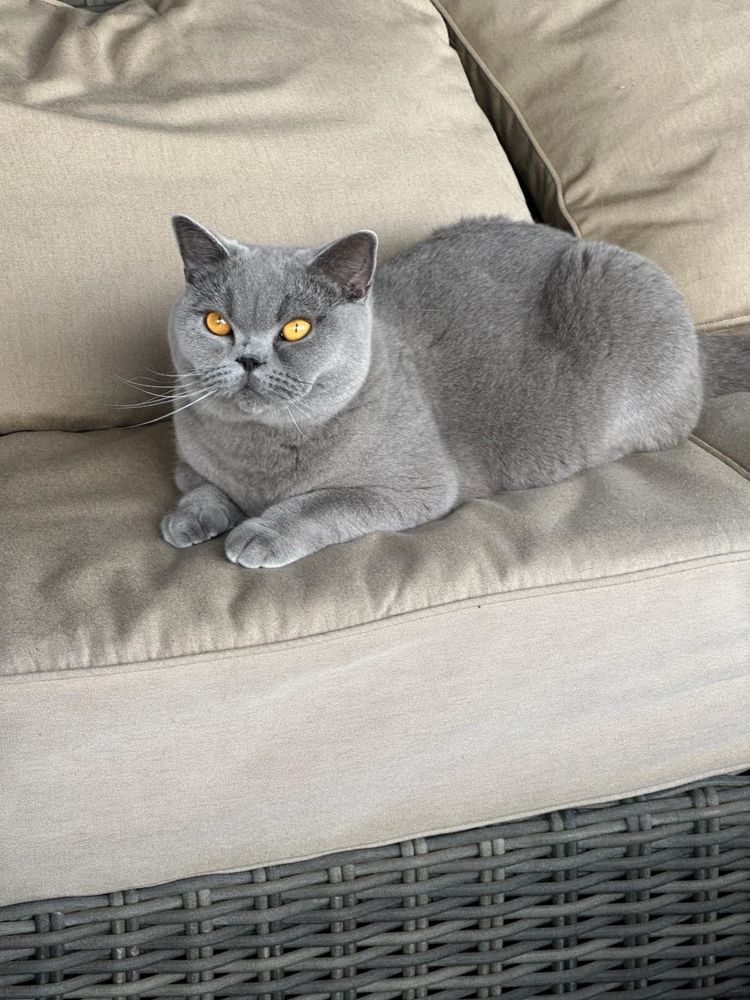 Fêmea  British  Shorthair azul com LOP
