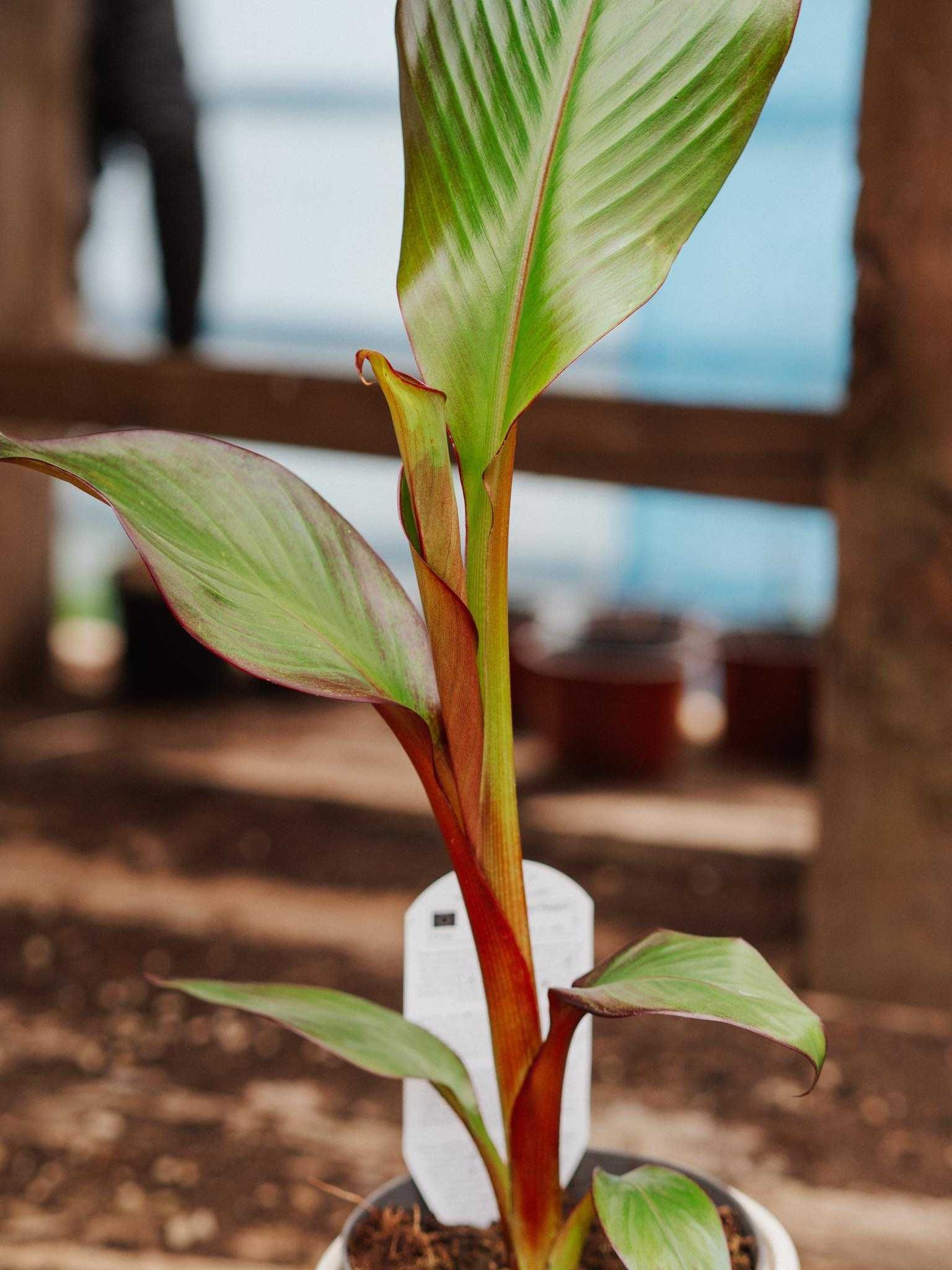 Bananowiec Ensete Ventricosum Maurelli