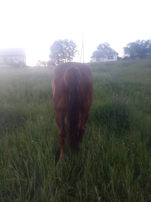 Продам кобилу 10 річну