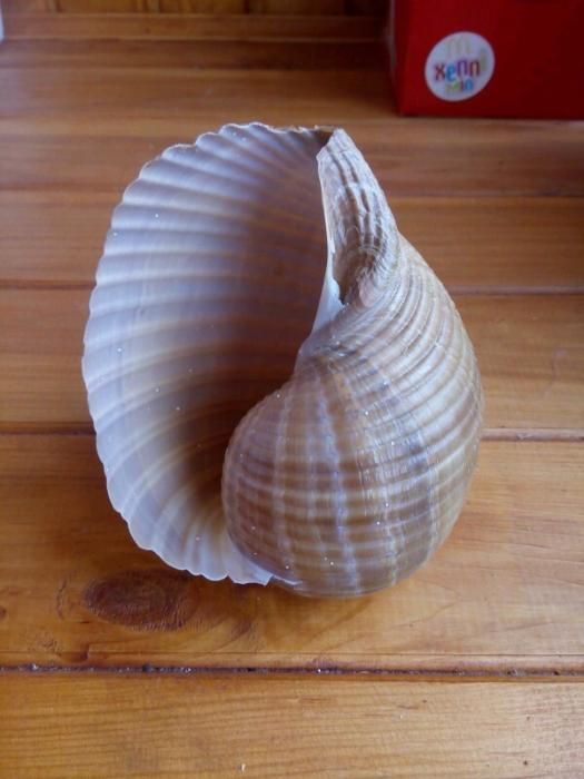 ракушка привезенные из Греции