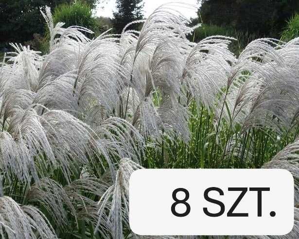 8 x Miskant chiński Memory - wysokość 60-80 cm w doniczce 2l (C2)