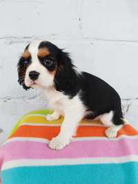 Cavalier king Charles spaniel piesek