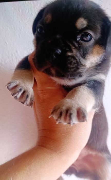 Bulldog francês fêmea black tan