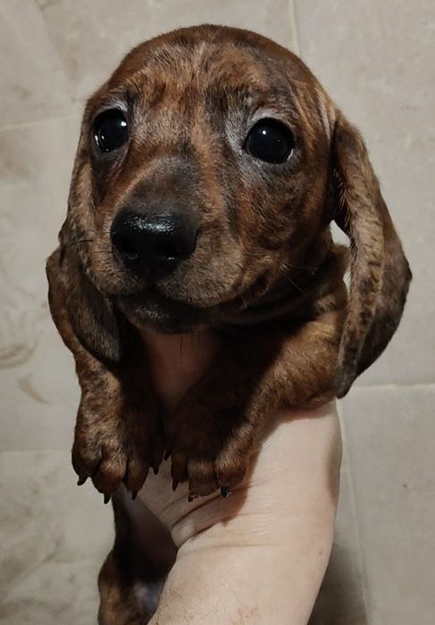 Щенки миниатюрной таксы с документами клуба